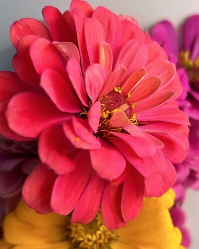 Sunset Flora