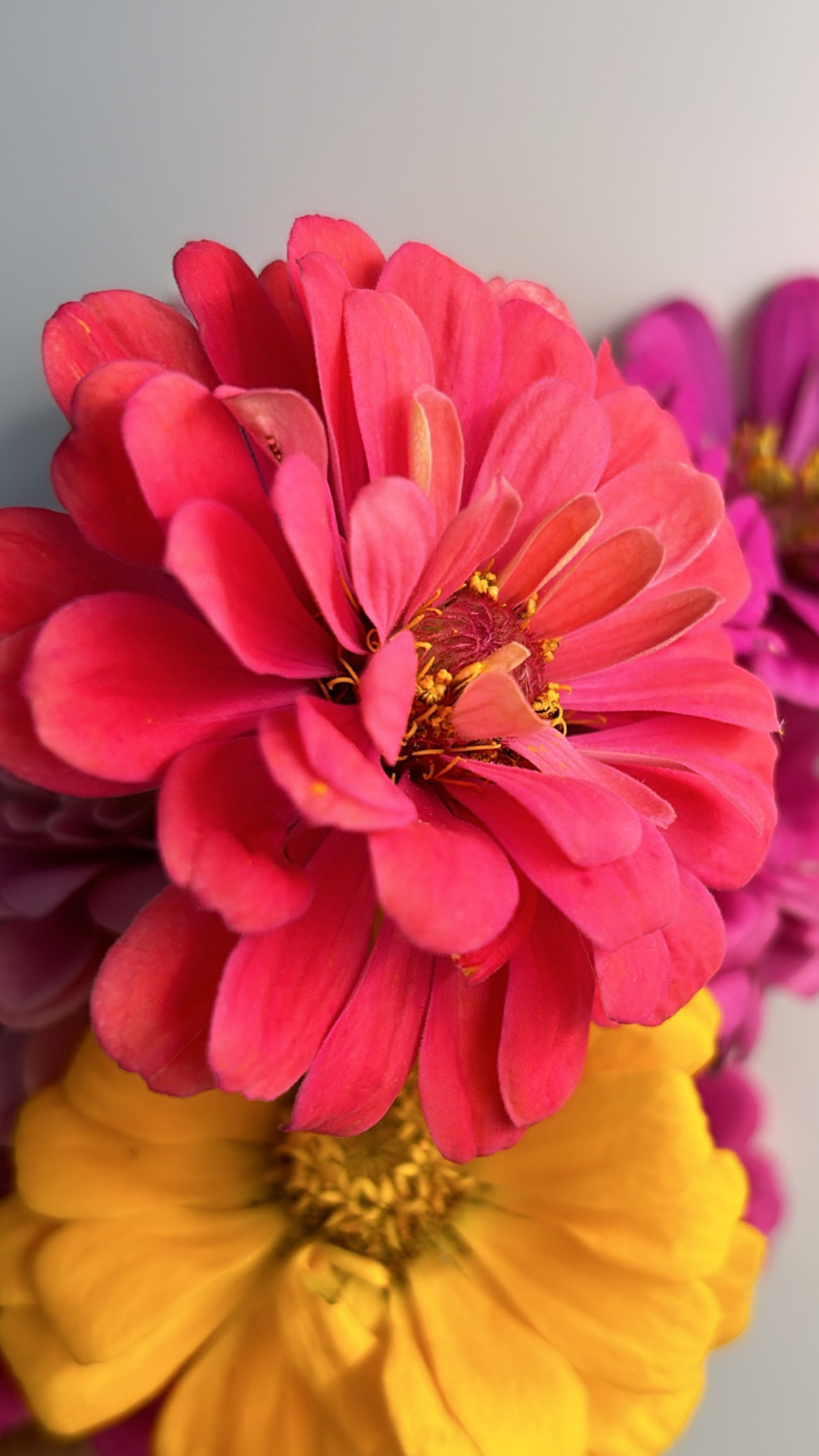 Sunset Flora