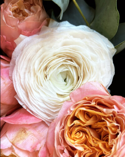 Soft Botanics
