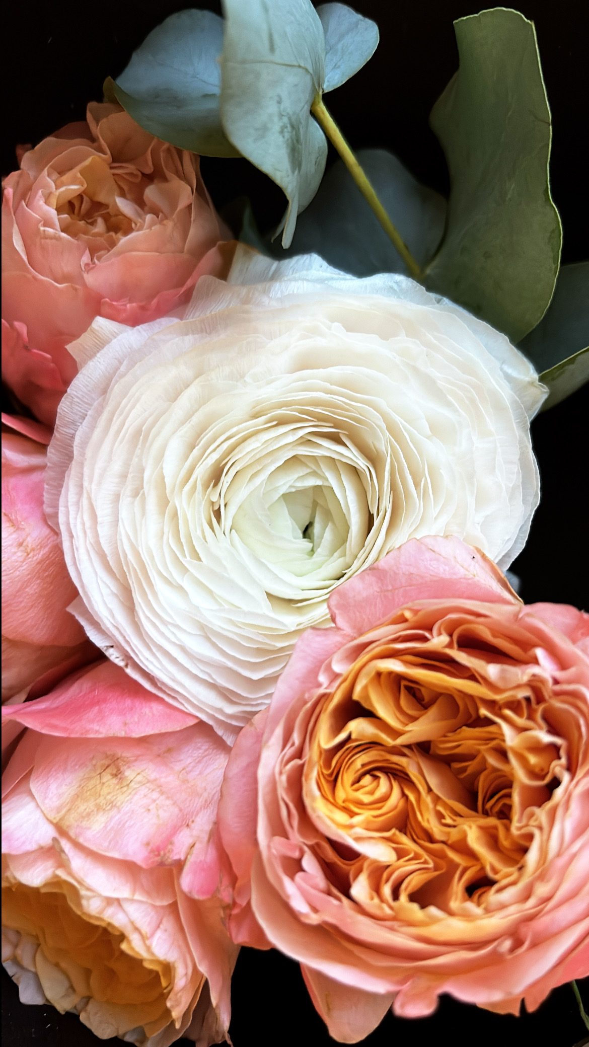Soft Botanics