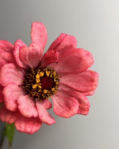 Blush&Bloom