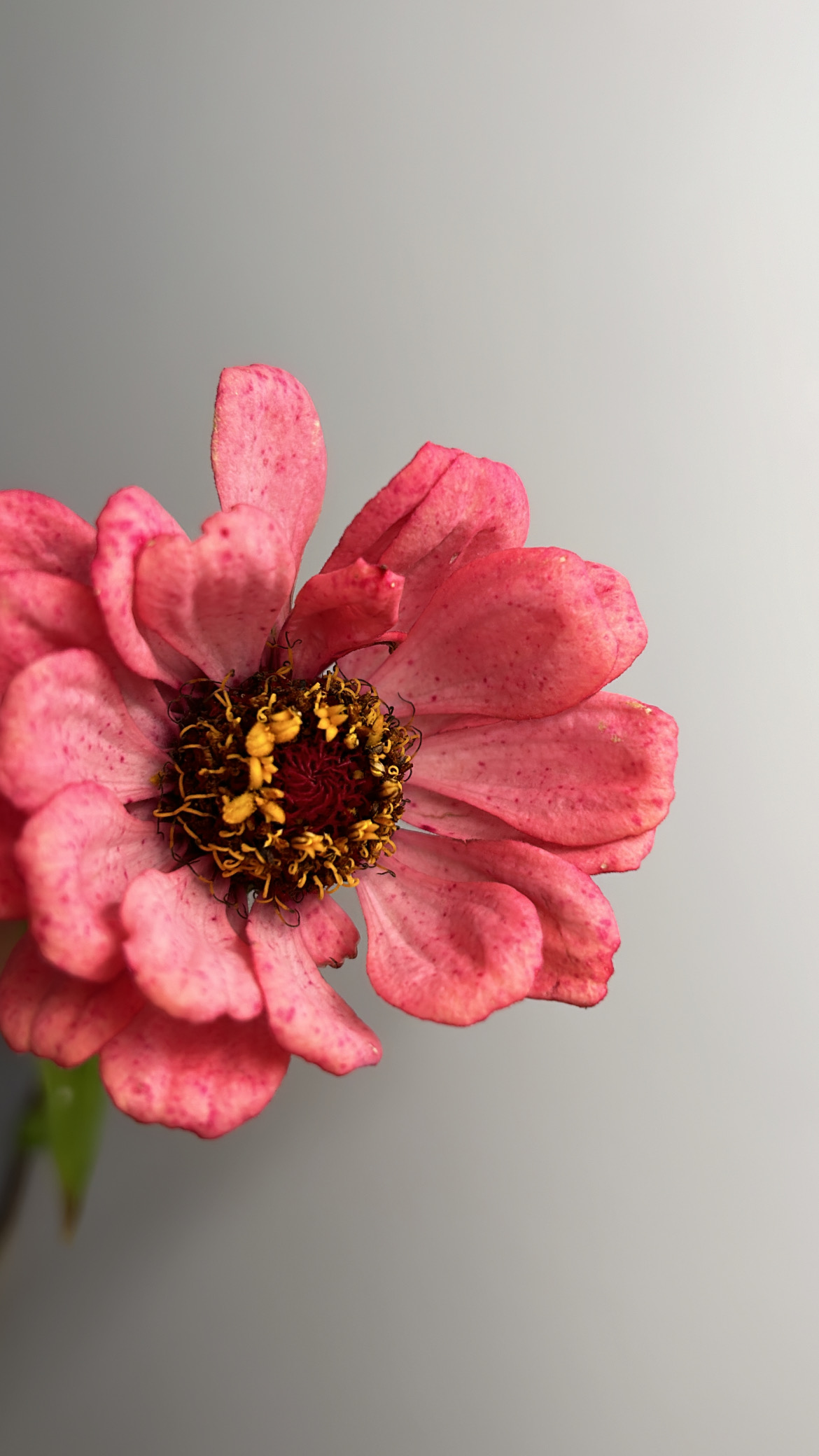 Blush&Bloom