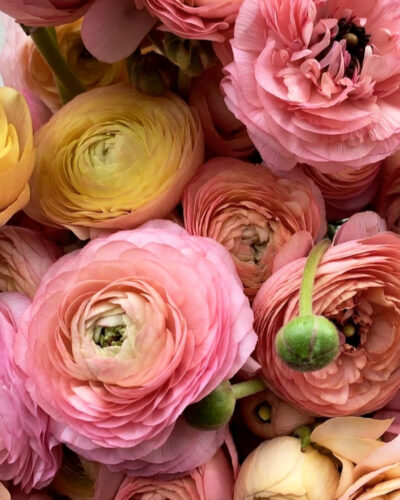 Petal Pop