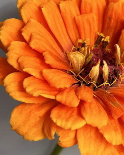 Tangerine Dream