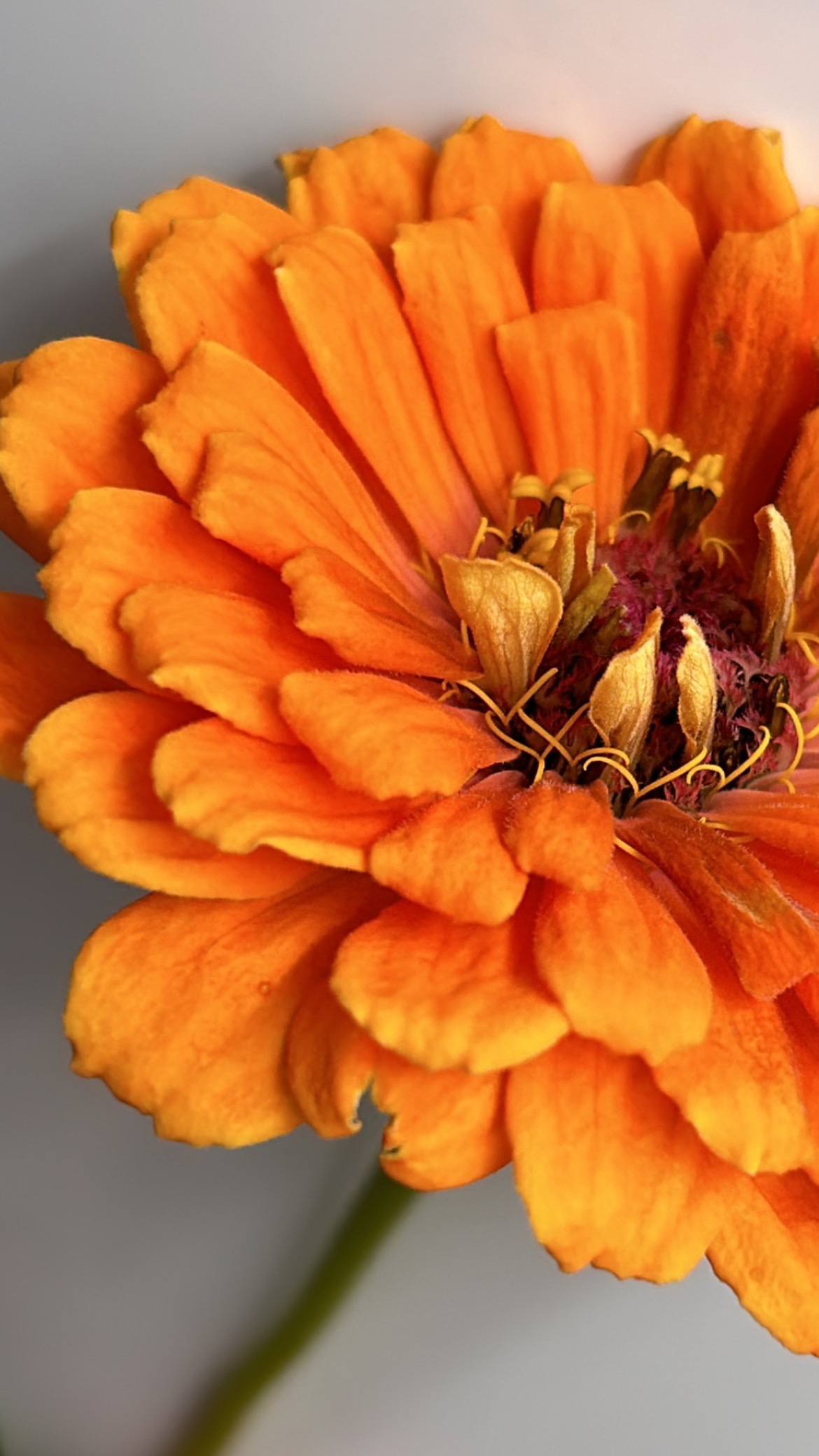 Tangerine Dream