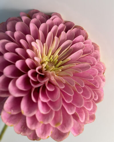 Electric Bloom