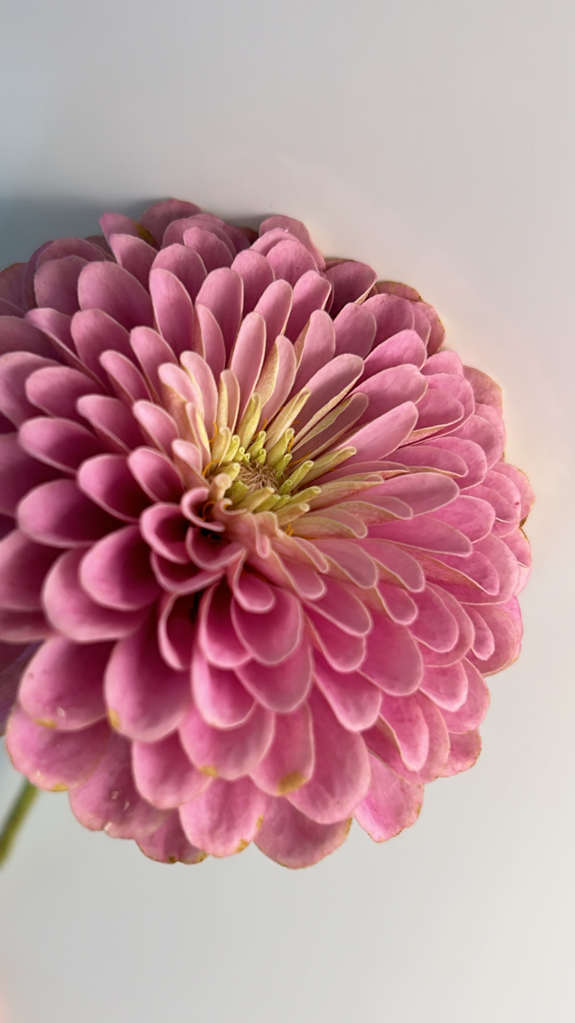 Electric Bloom