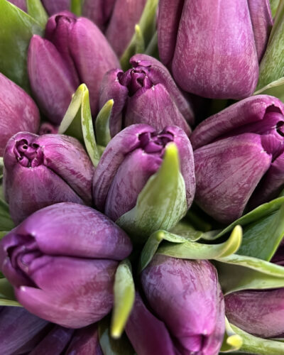Lavender Haze