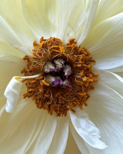 Bold Bloom