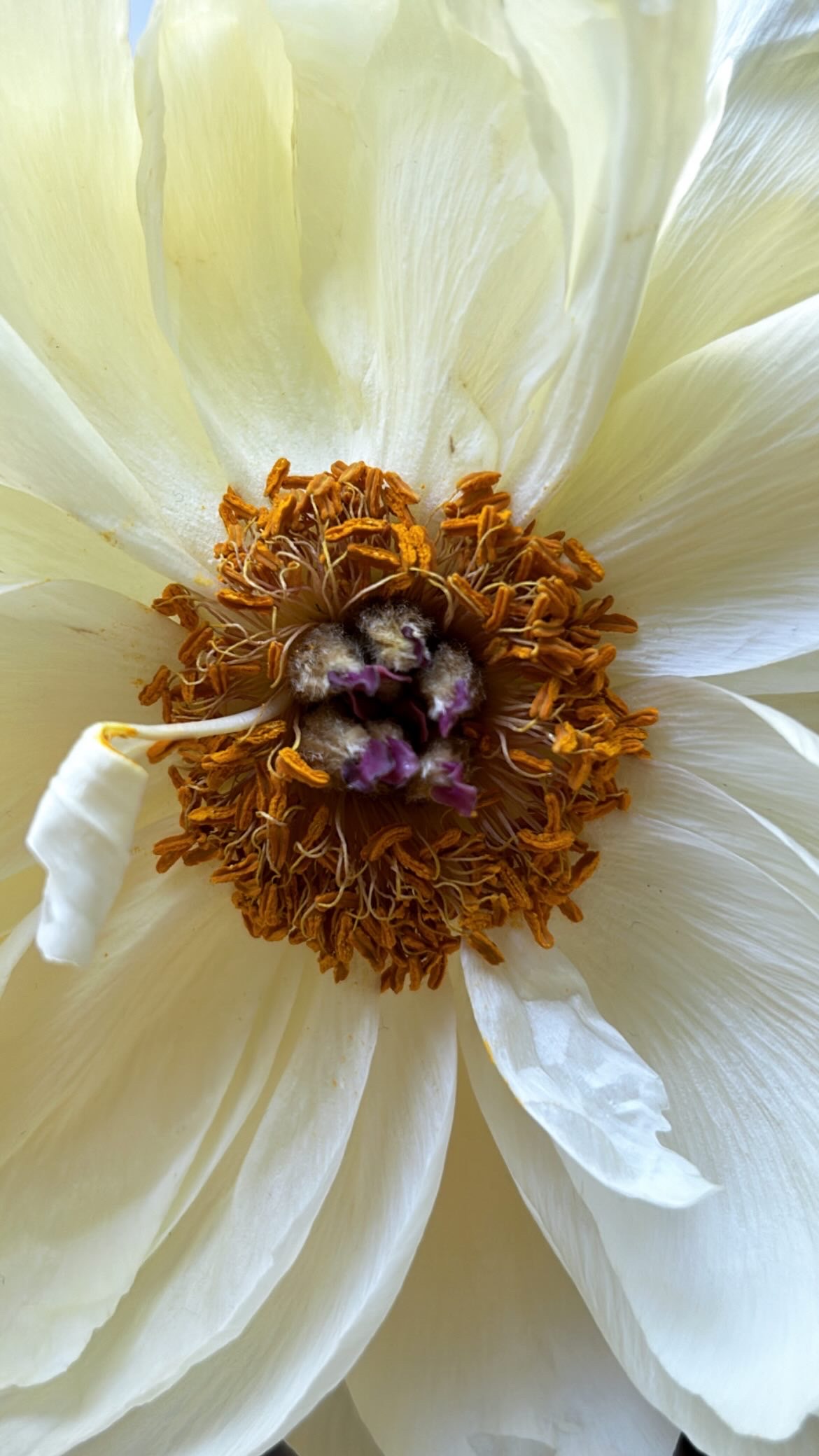 Bold Bloom