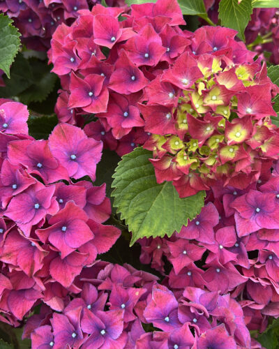 Soul in Bloom