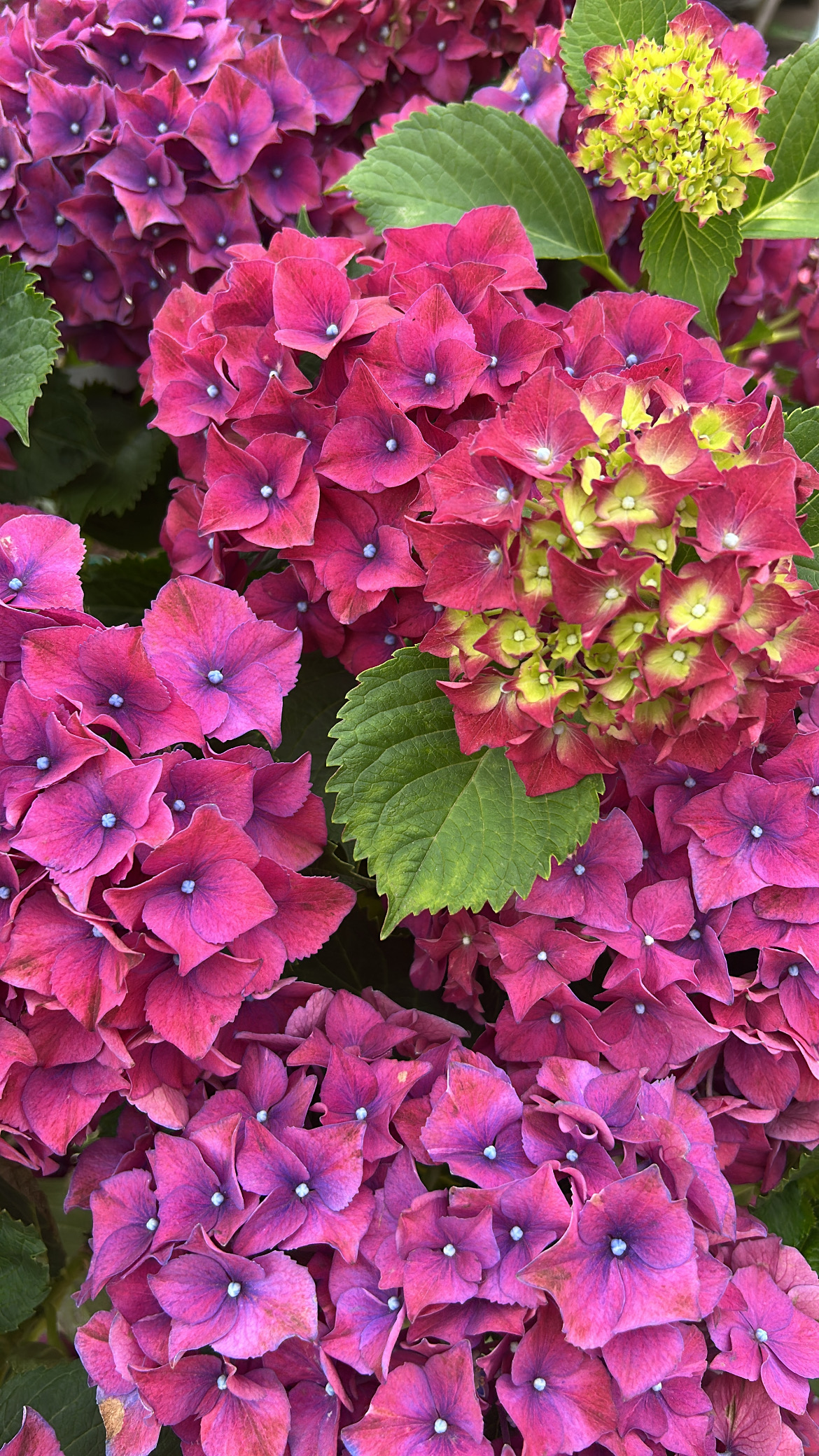 Soul in Bloom