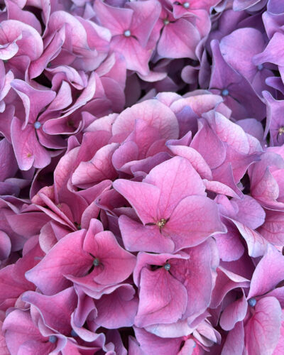 Wild Bloom
