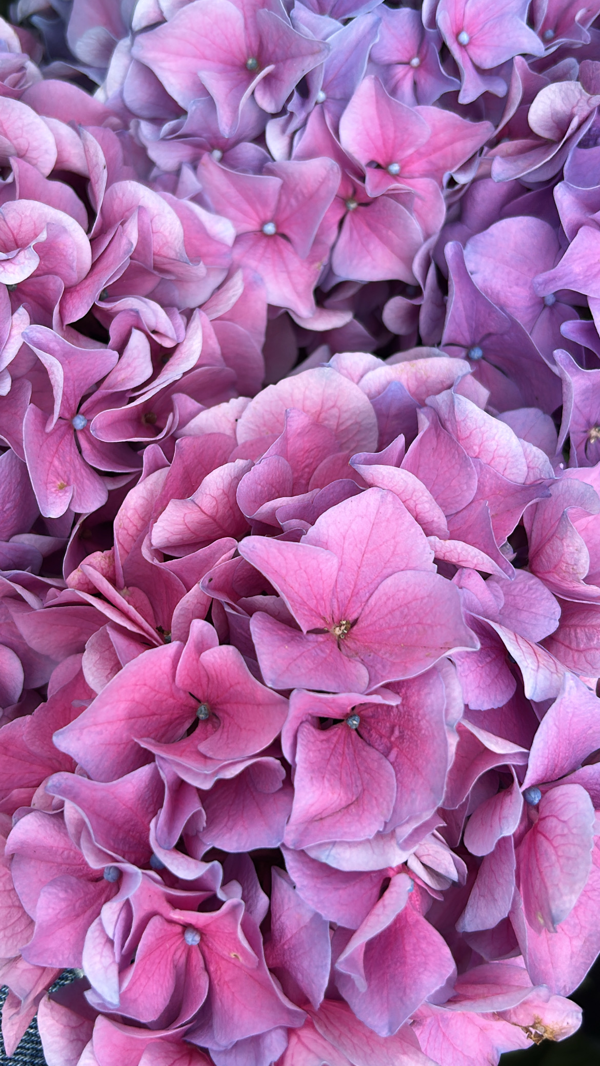 Wild Bloom