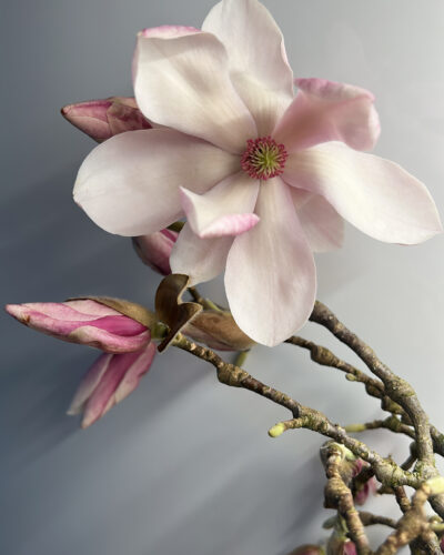 warm petals