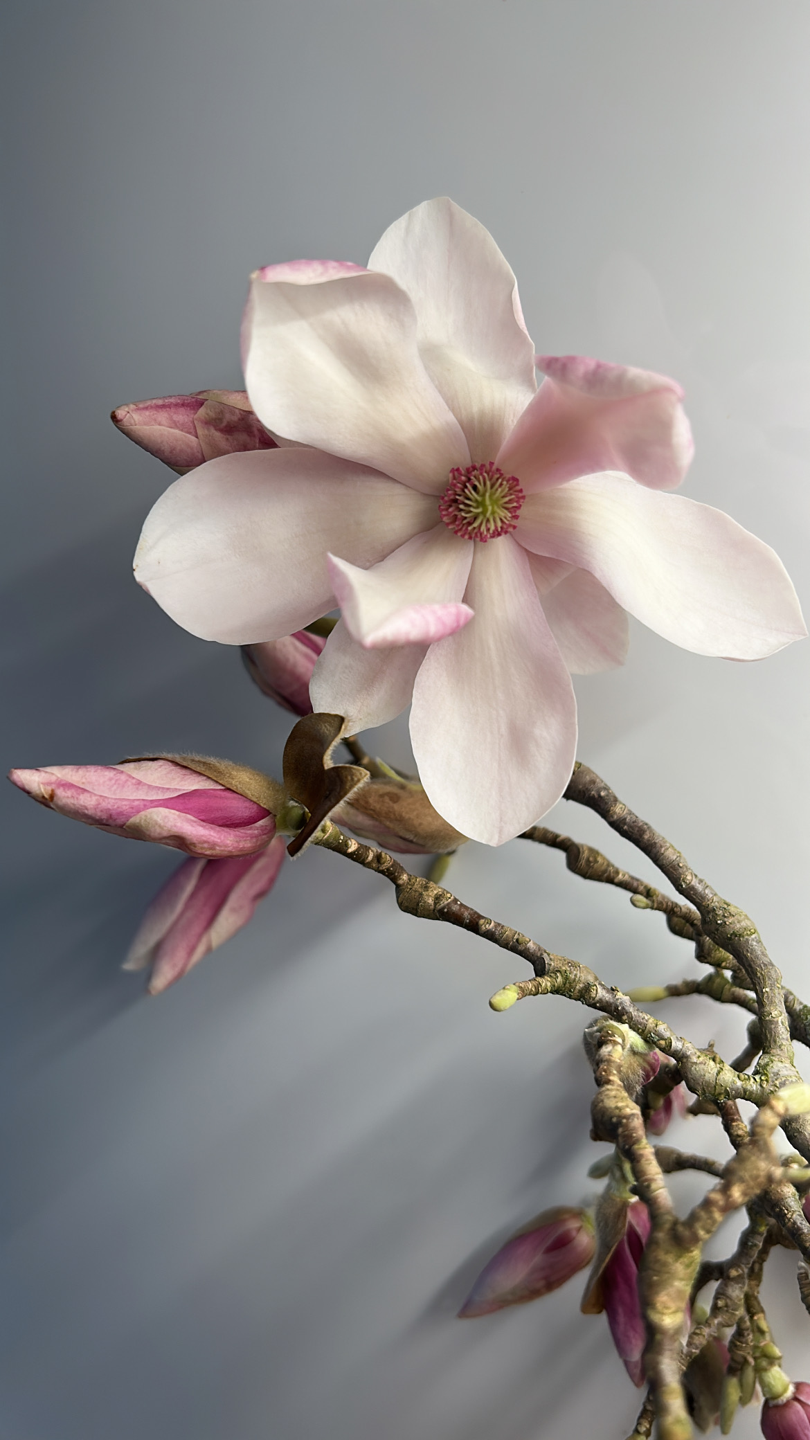 warm petals