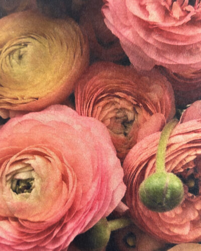 Petal Pop vintage