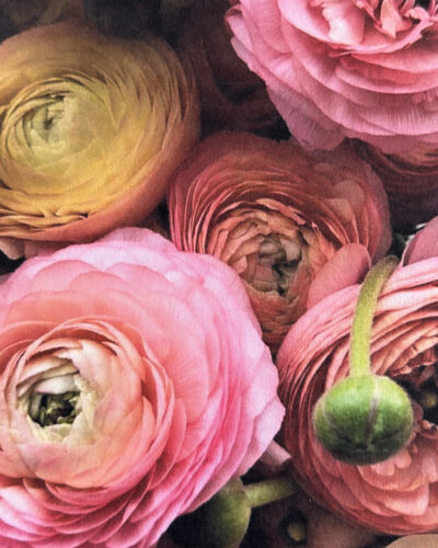 Petal Pop green edition
