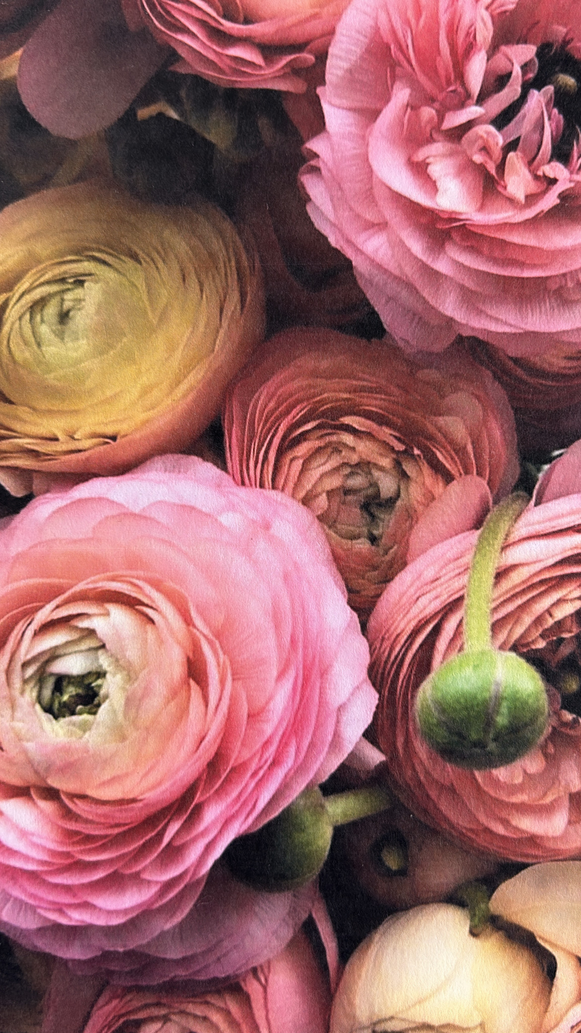 Petal Pop green edition