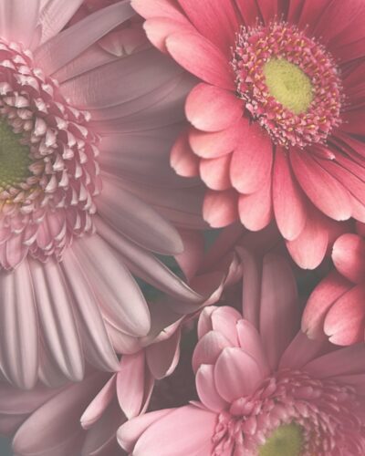 Blush Beauty Green Edition