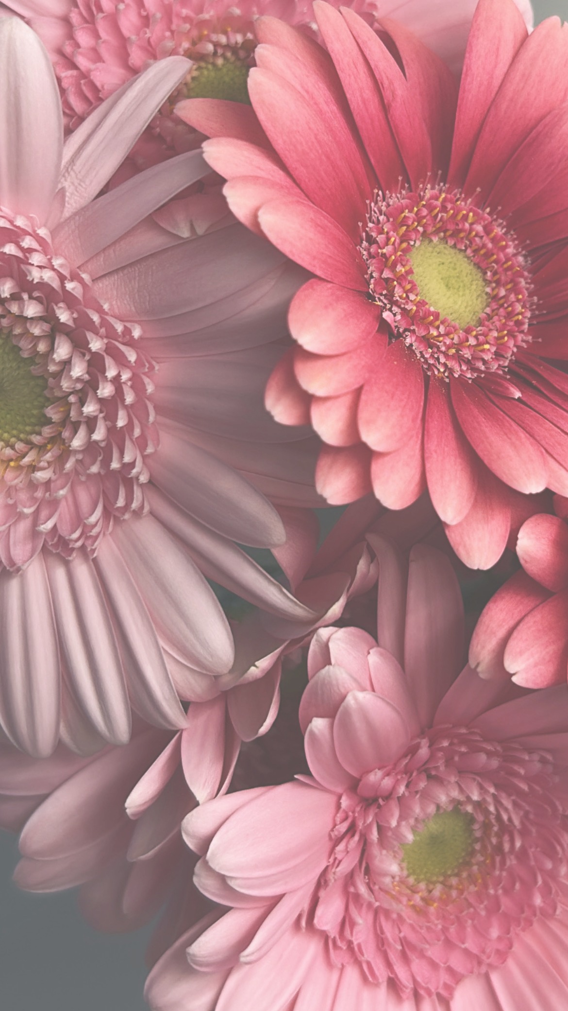 Blush Beauty Green Edition