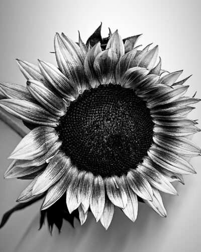 Monochrome Sunshine