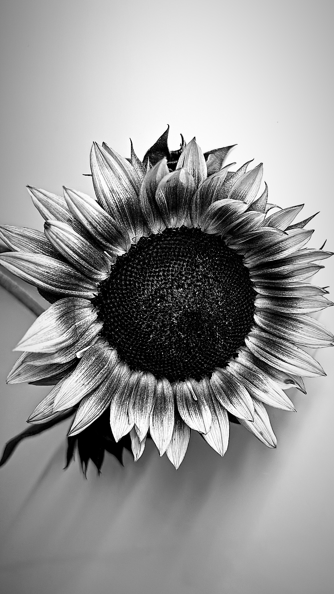 Monochrome Sunshine