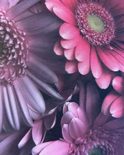 Gerbera Kiss Green Edition