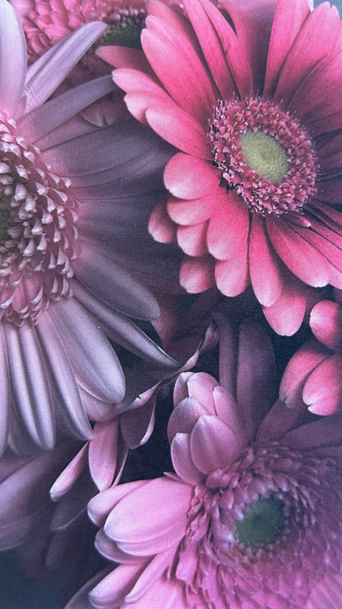 Gerbera Kiss Green Edition