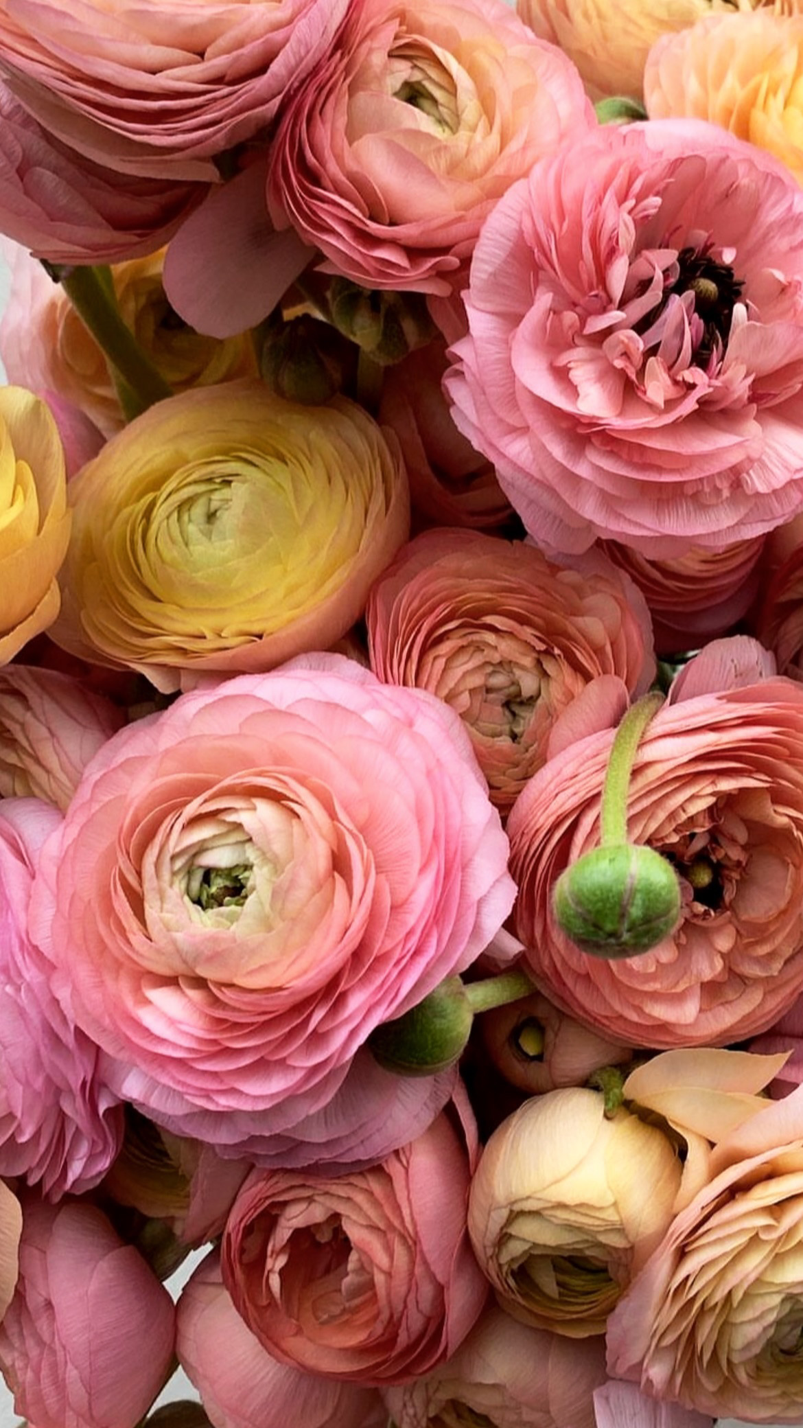 Petal Pop Green Edition