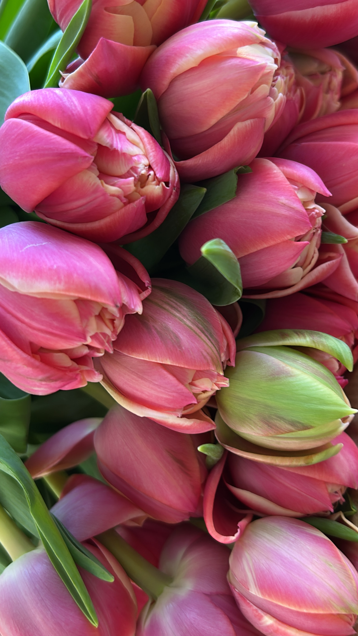 Lush & Liveley Green Edition