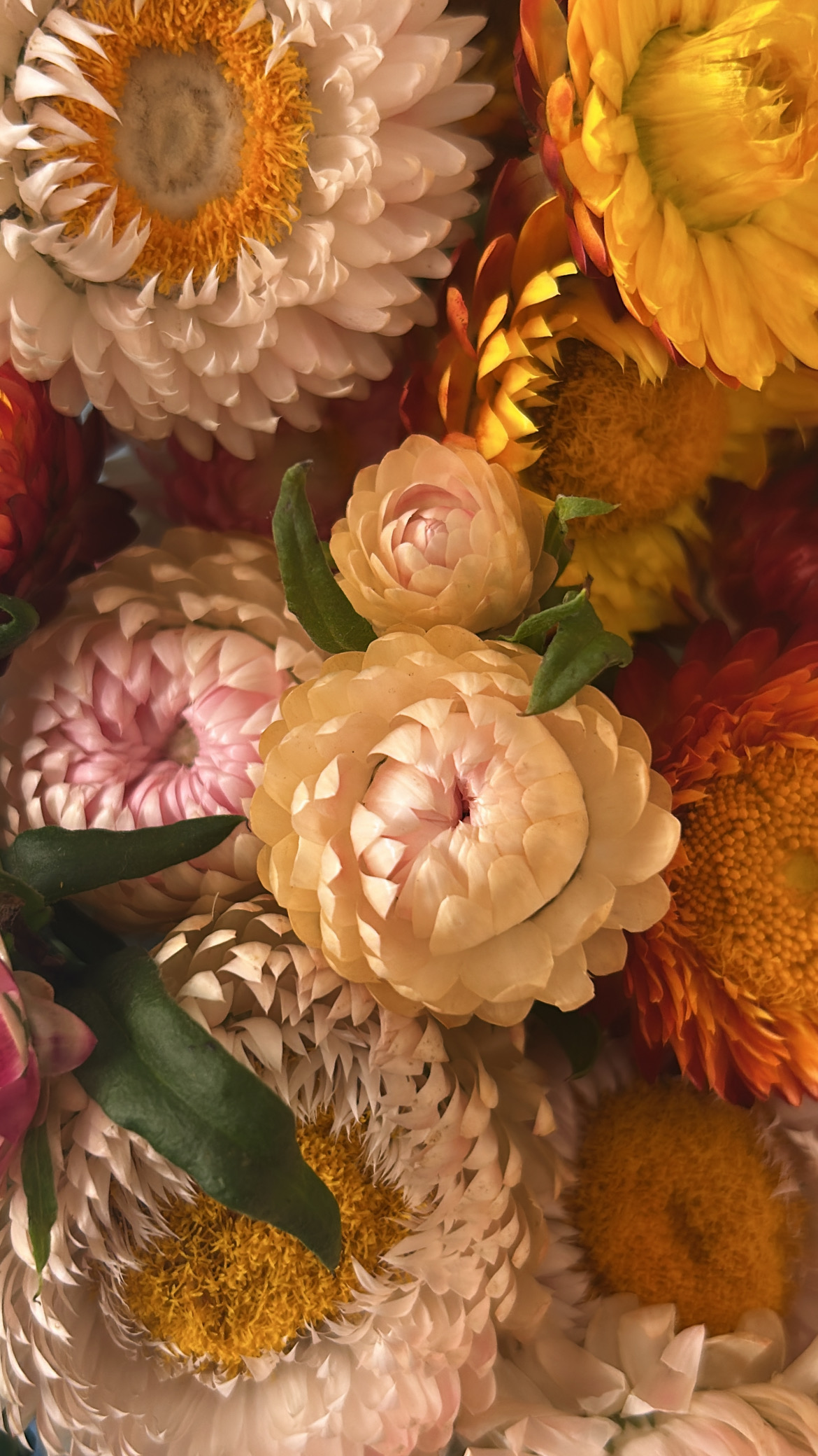 Late Summer Blooms